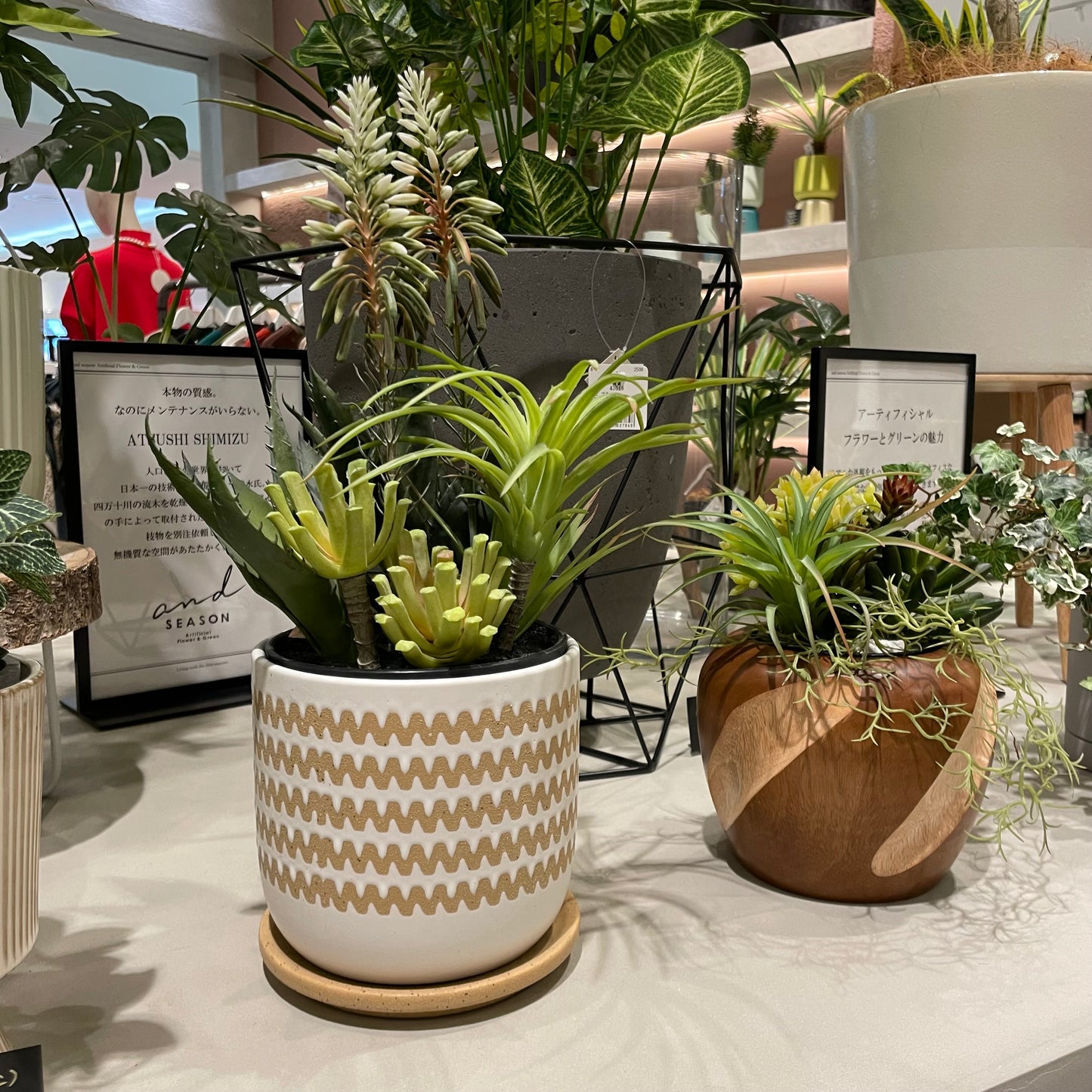 【and SEASON select】アロエホワイト花ポット