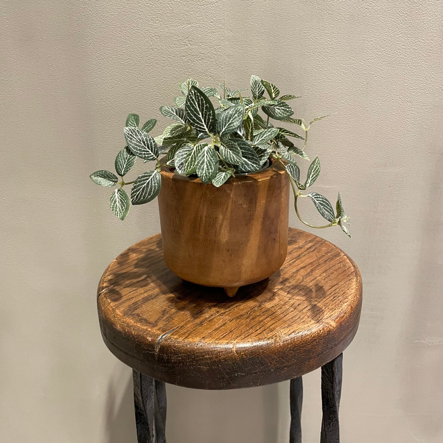 【and SEASON select】フィトニアポット