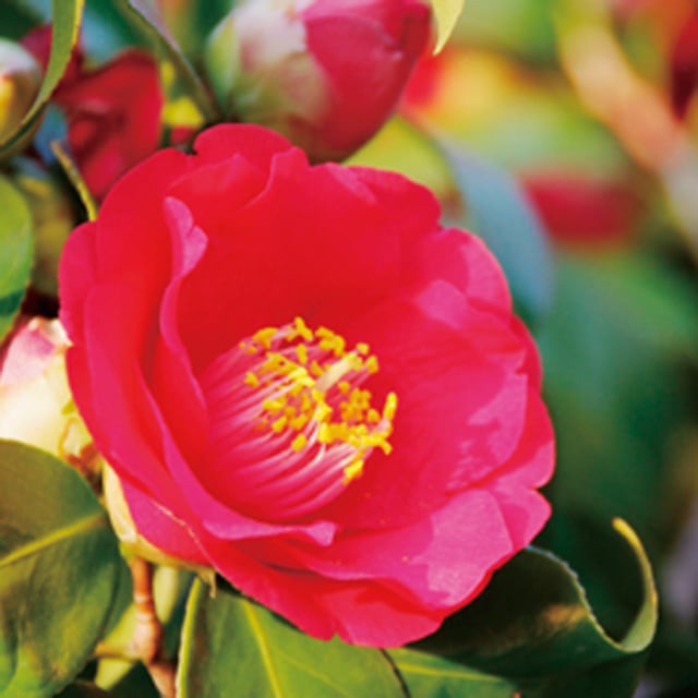 【長崎】虎屋 五島うどん 2食入