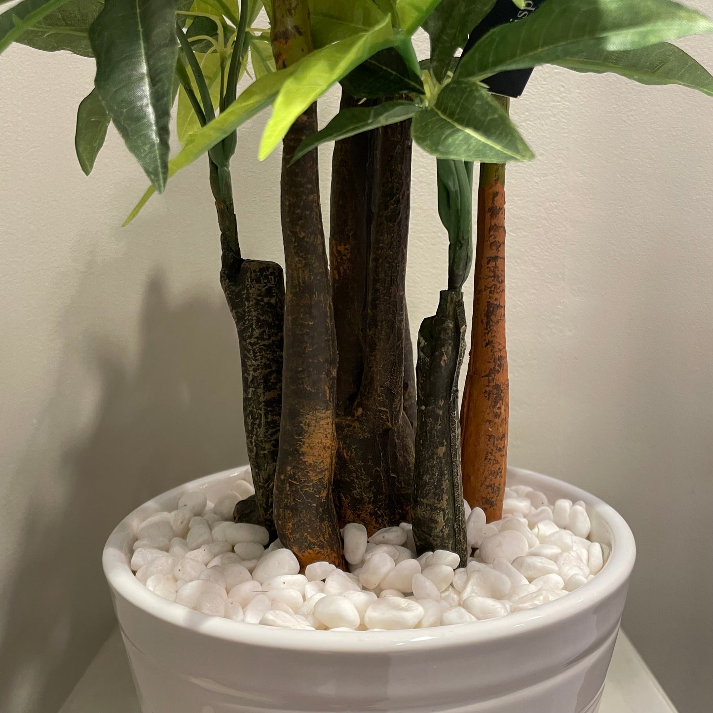 【and SEASON select】パキラポット