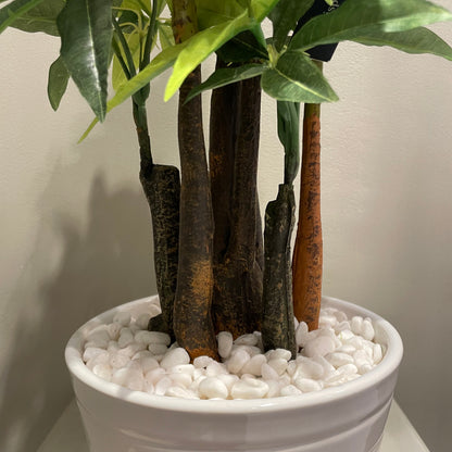 【and SEASON select】パキラポット