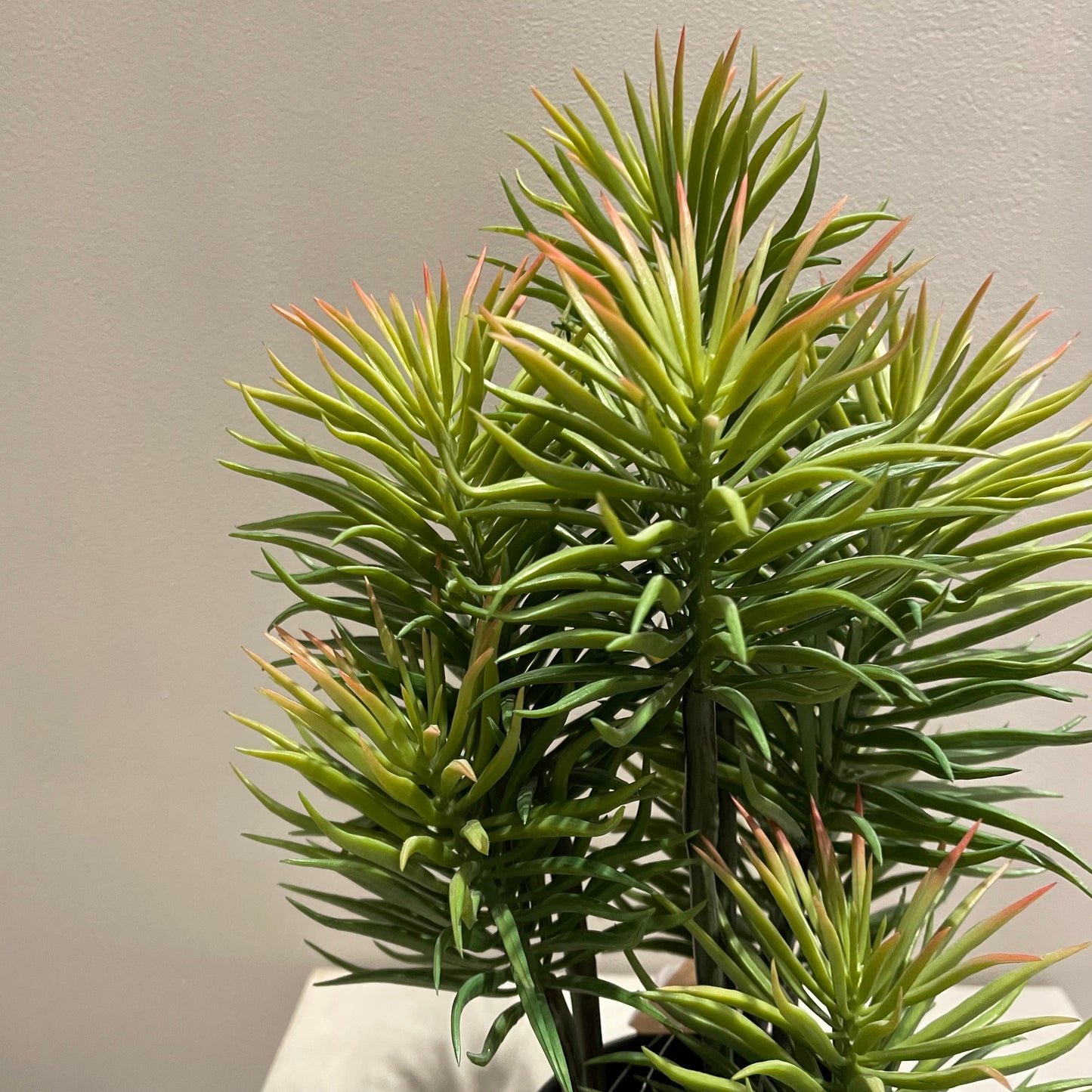 【and SEASON select】セネシオポット30