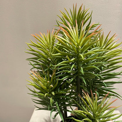 【and SEASON select】セネシオポット30