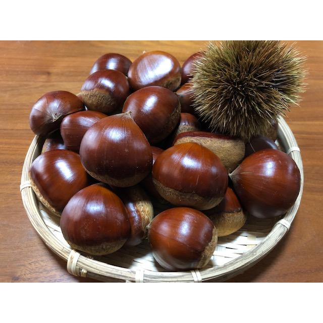 [Kumamoto] Yamae Kuri Chestnut