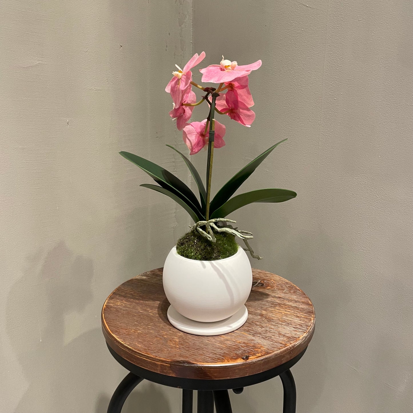 【and SEASON select】胡蝶蘭一本立ピンク