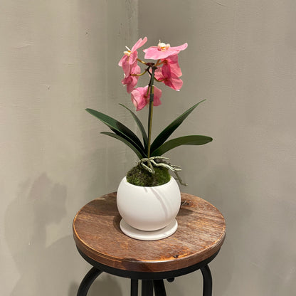 【and SEASON select】胡蝶蘭一本立ピンク