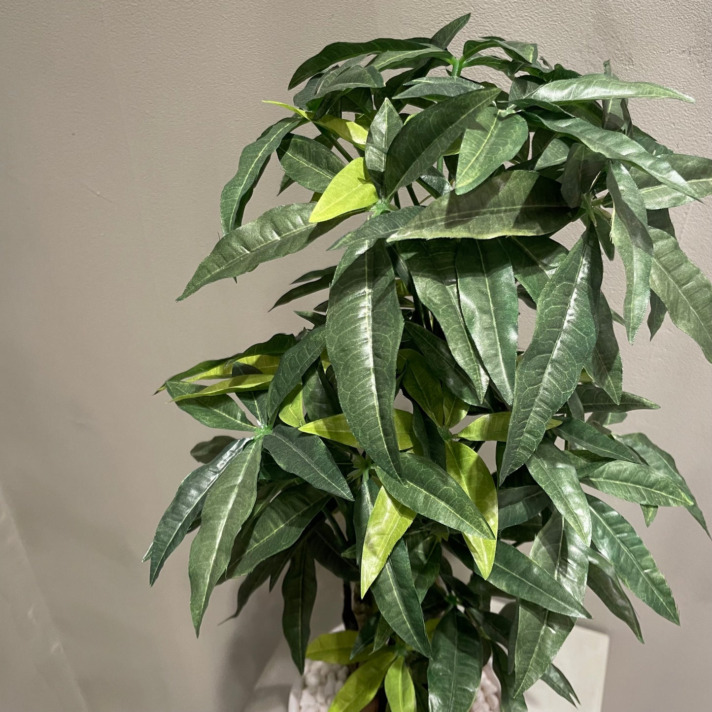 【and SEASON select】パキラポット