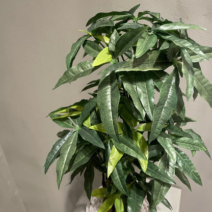 【and SEASON select】パキラポット