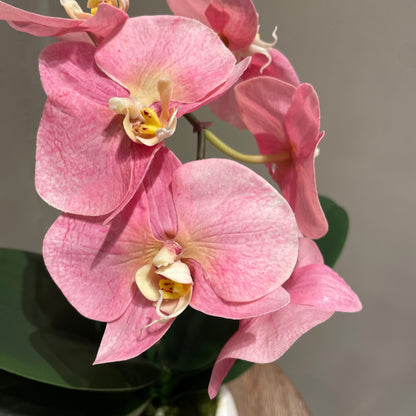 【and SEASON select】胡蝶蘭一本立ピンク