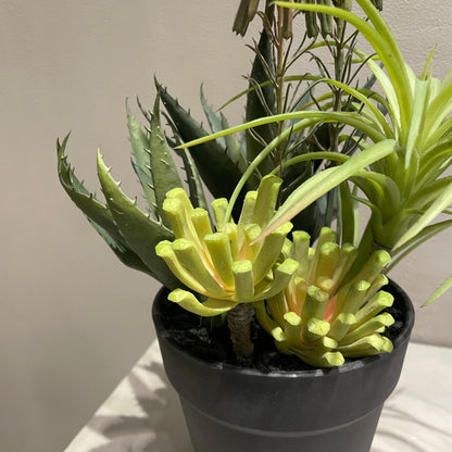 【and SEASON select】アロエホワイト花ポット