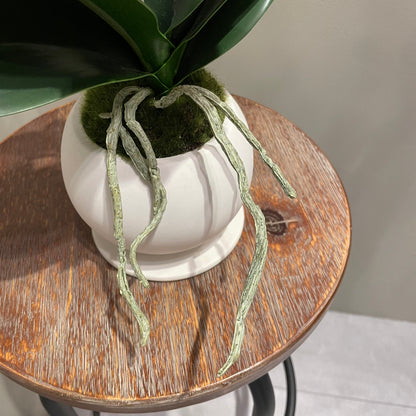 【and SEASON select】胡蝶蘭一本立ピンク