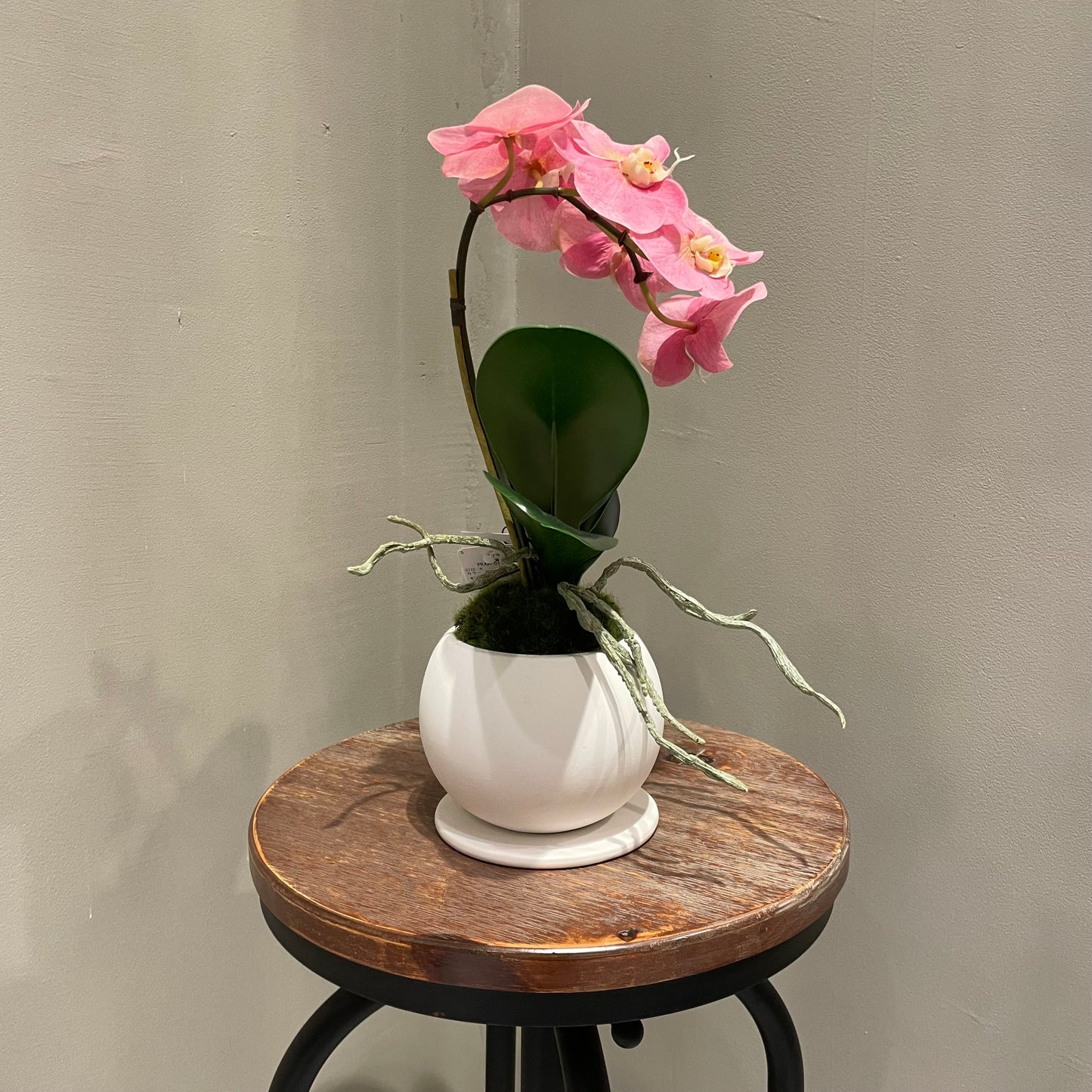 【and SEASON select】胡蝶蘭一本立ピンク