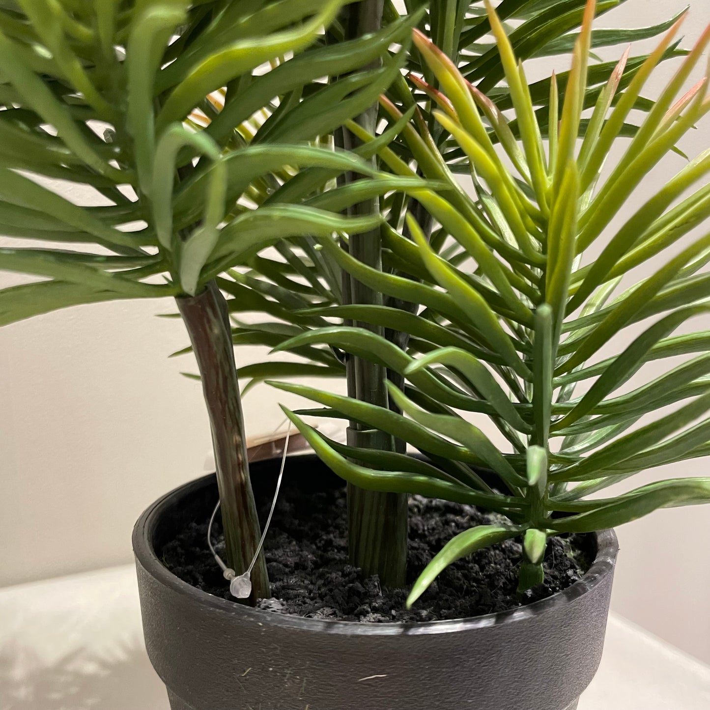 【and SEASON select】セネシオポット30