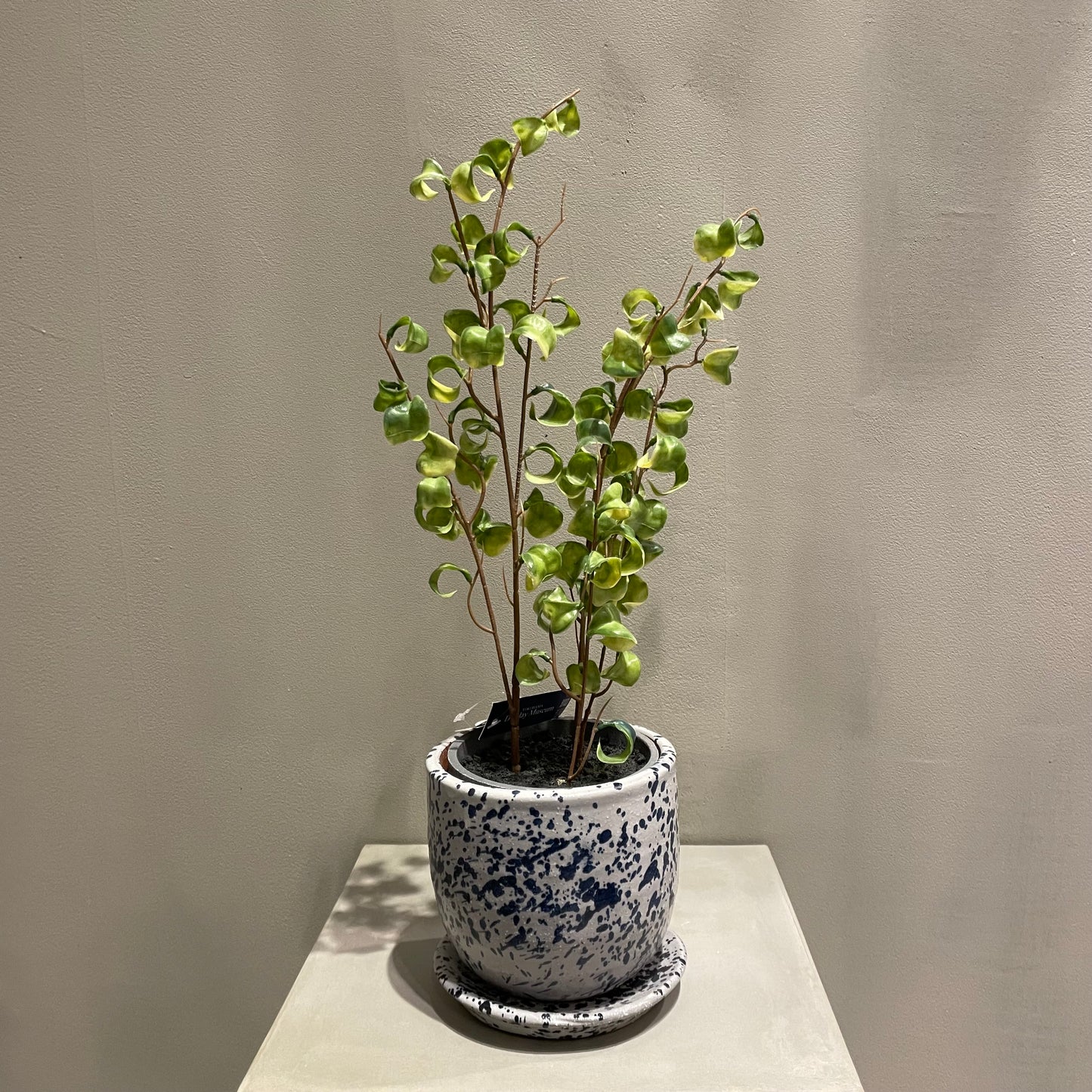 【and SEASON select】ベンジャミンシタシオンポット