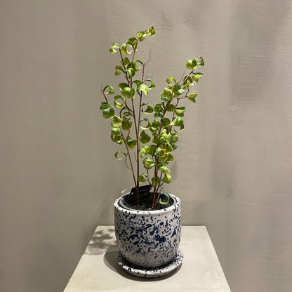 【and SEASON select】ベンジャミンシタシオンポット