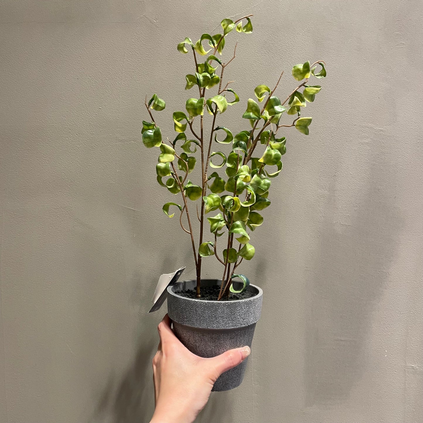 【and SEASON select】ベンジャミンシタシオンポット