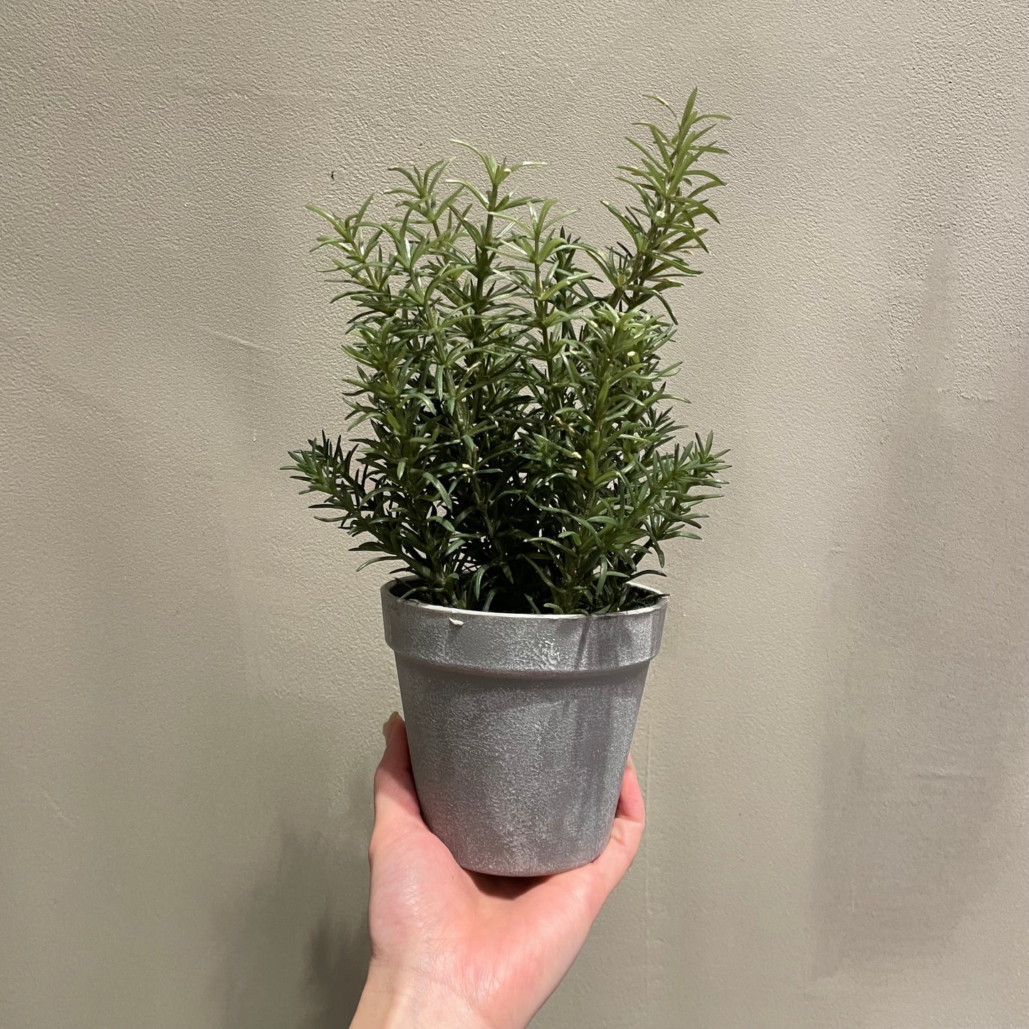 【and SEASON select】ローズマリーポット