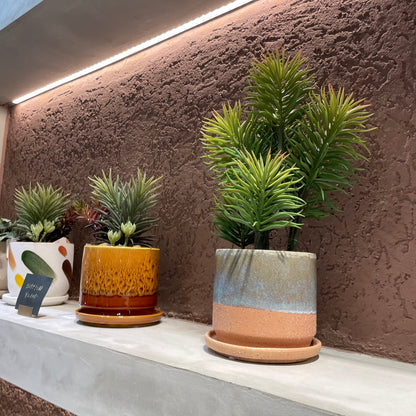 【and SEASON select】セネシオポット30