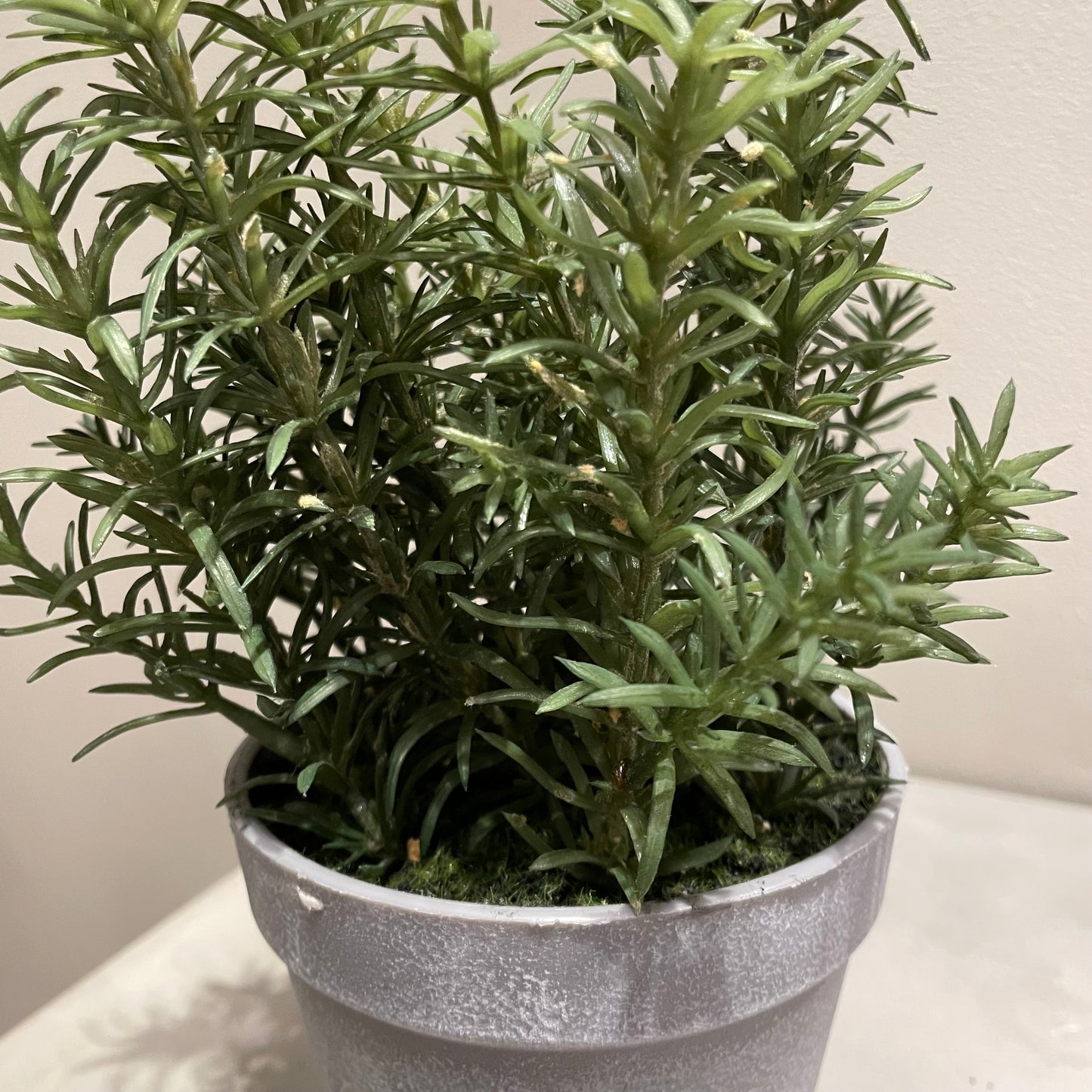 【and SEASON select】ローズマリーポット