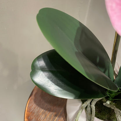 【and SEASON select】胡蝶蘭一本立ピンク