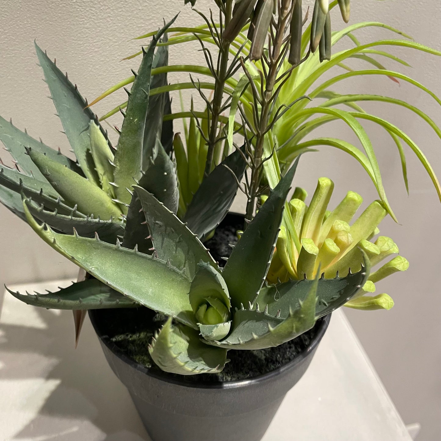 【and SEASON select】アロエホワイト花ポット