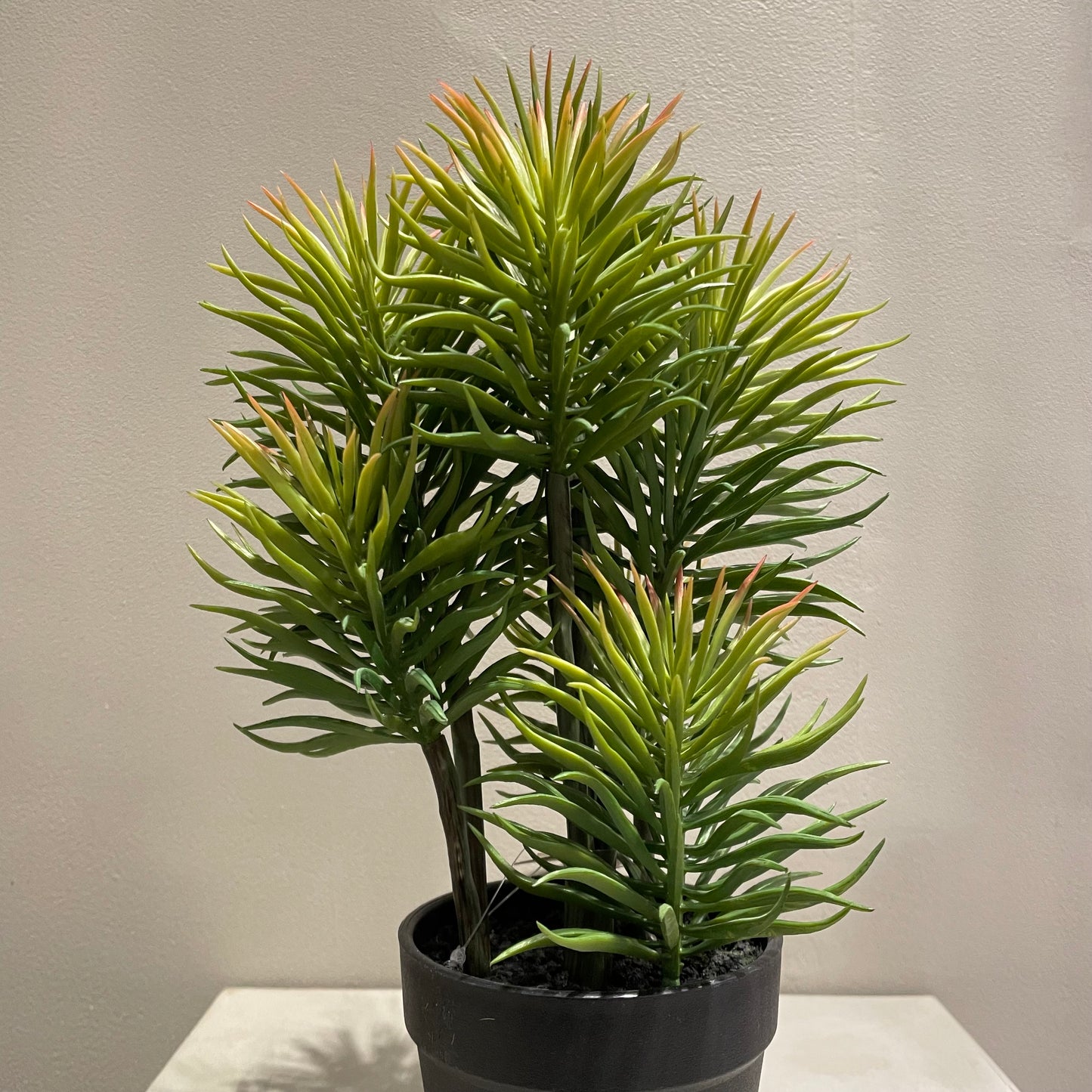 【and SEASON select】セネシオポット30