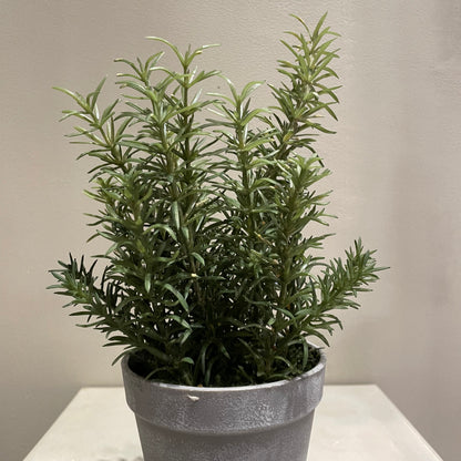 【and SEASON select】ローズマリーポット