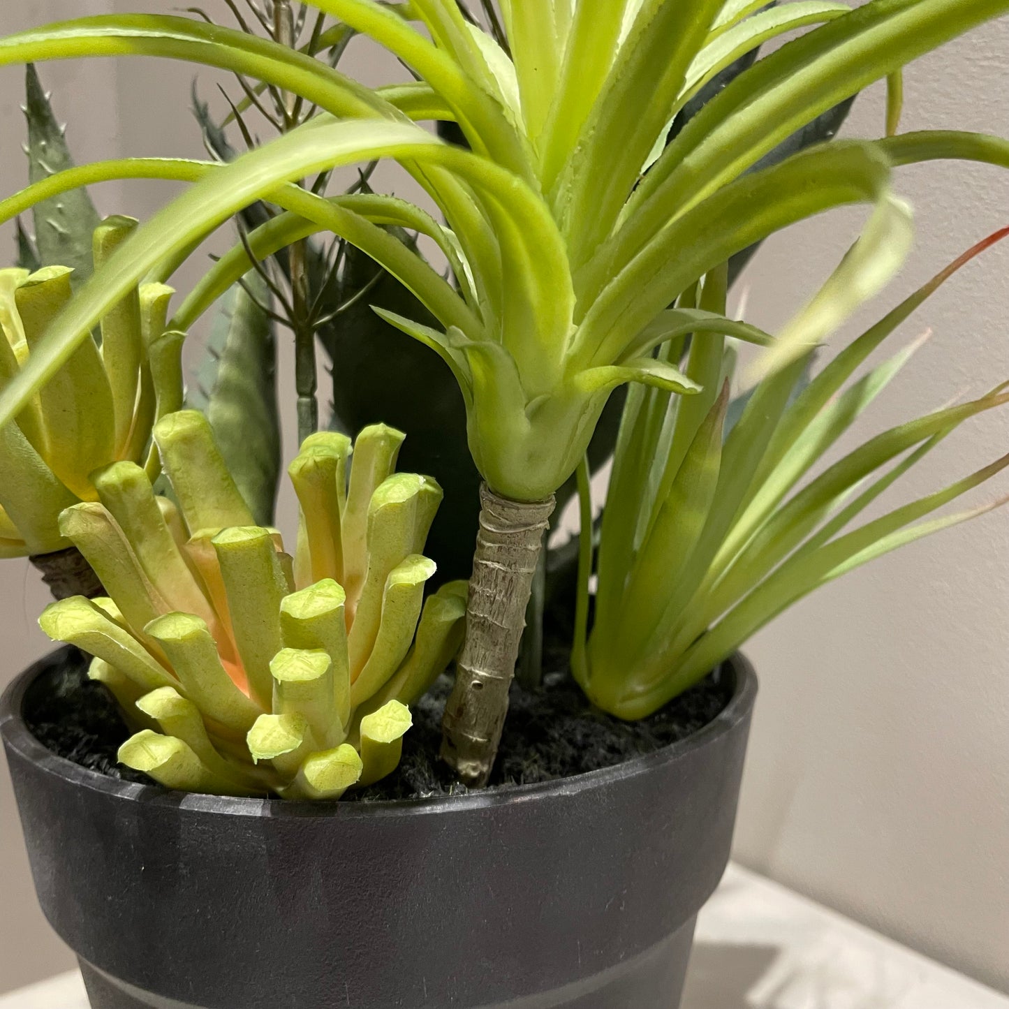 【and SEASON select】アロエホワイト花ポット