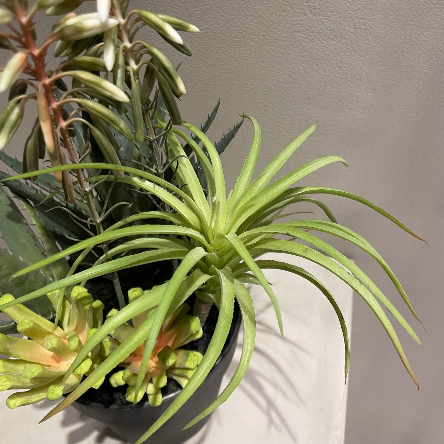 【and SEASON select】アロエホワイト花ポット