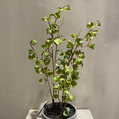 【and SEASON select】ベンジャミンシタシオンポット