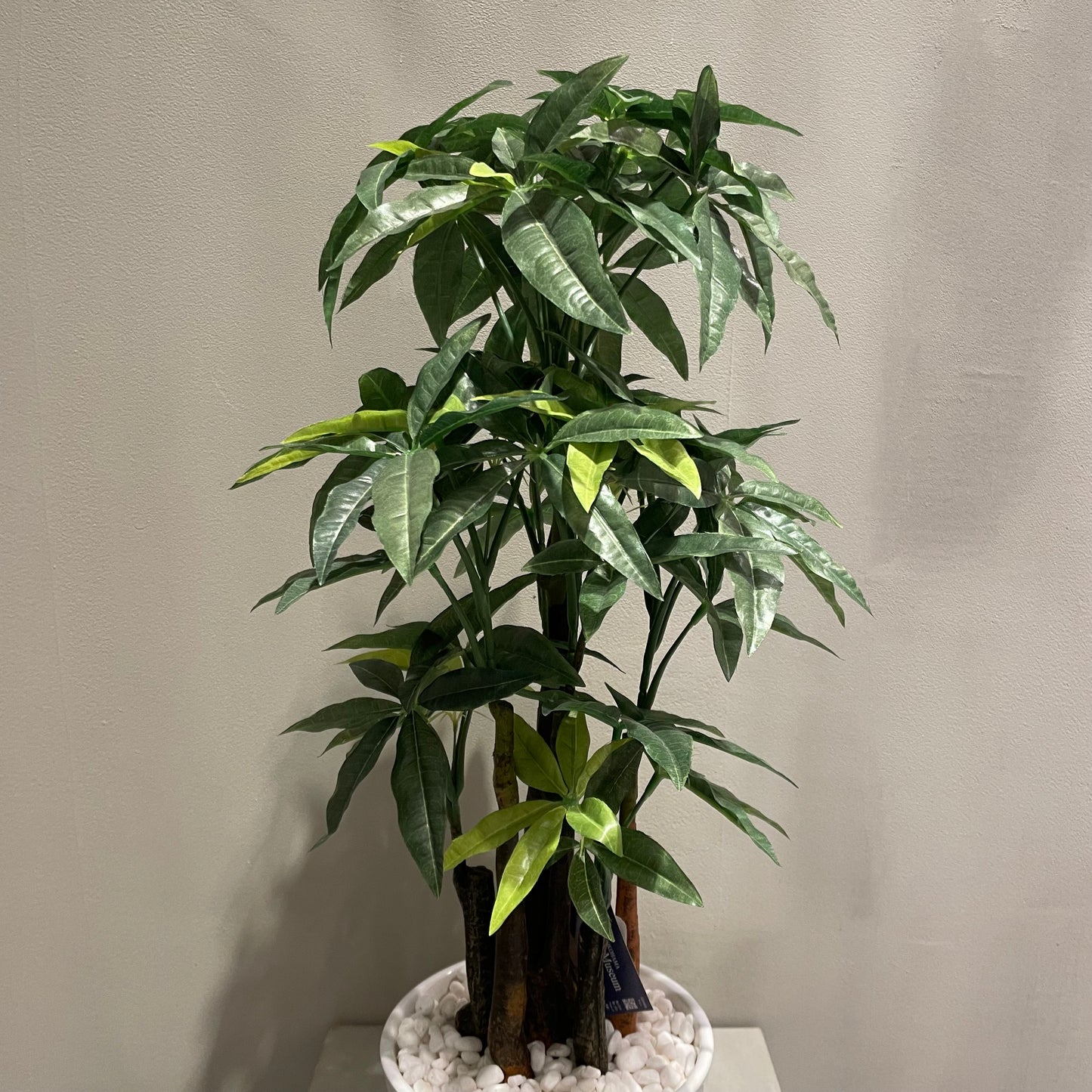 【and SEASON select】パキラポット