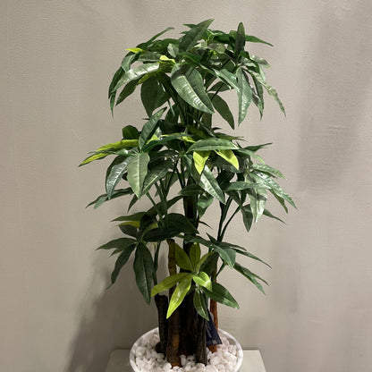 【and SEASON select】パキラポット