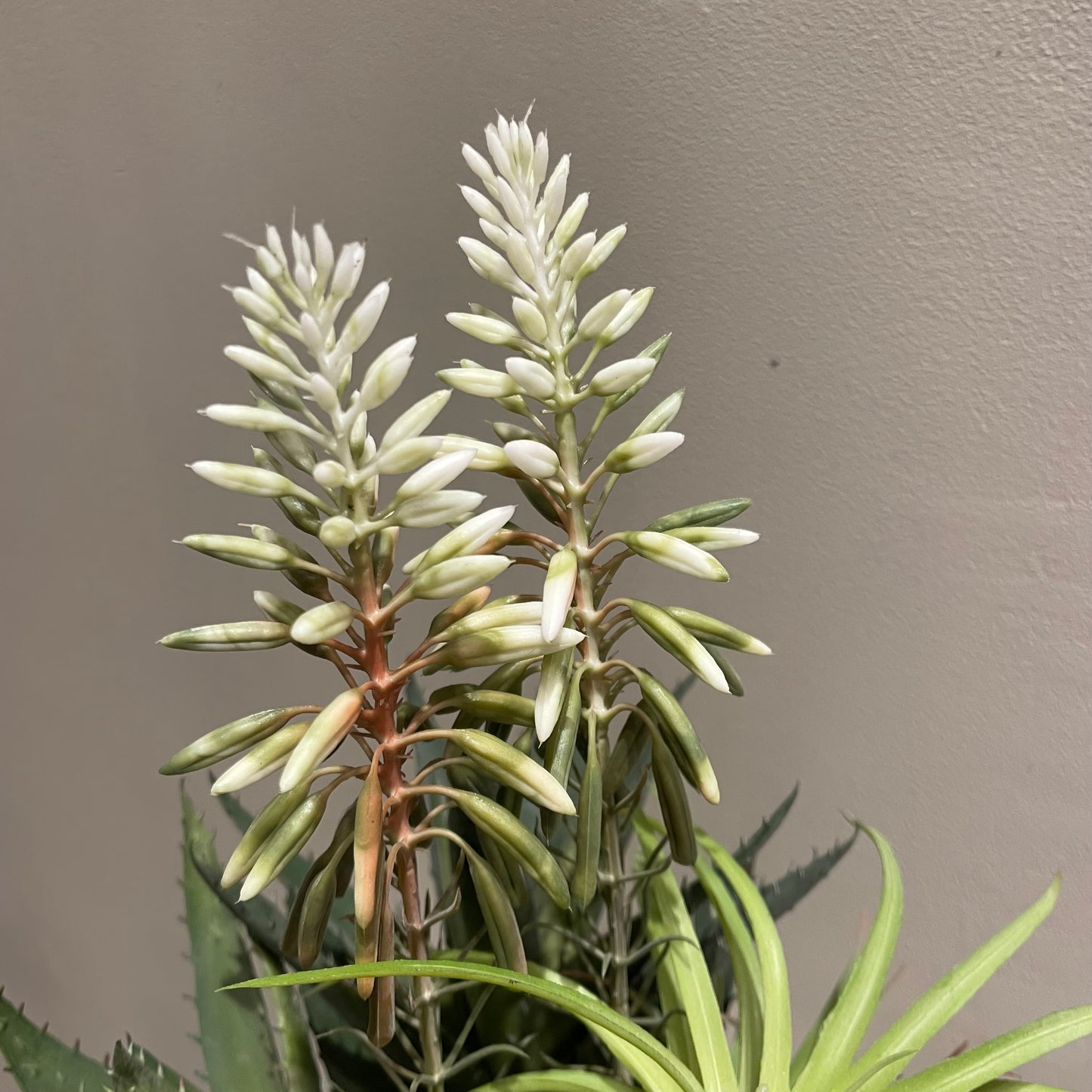 【and SEASON select】アロエホワイト花ポット