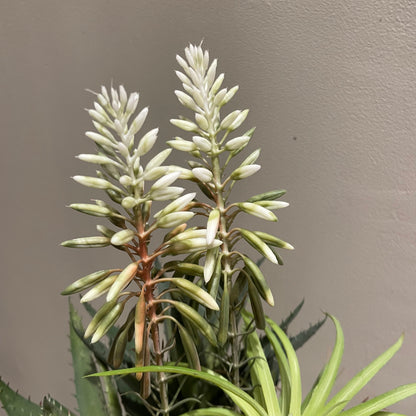 【and SEASON select】アロエホワイト花ポット