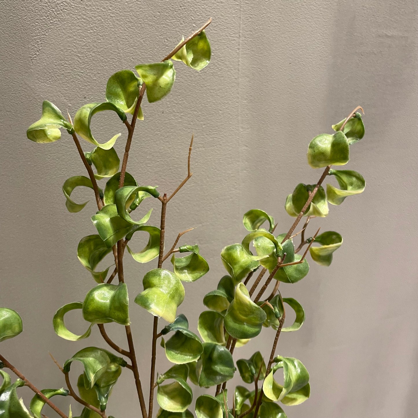 【and SEASON select】ベンジャミンシタシオンポット