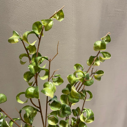 【and SEASON select】ベンジャミンシタシオンポット