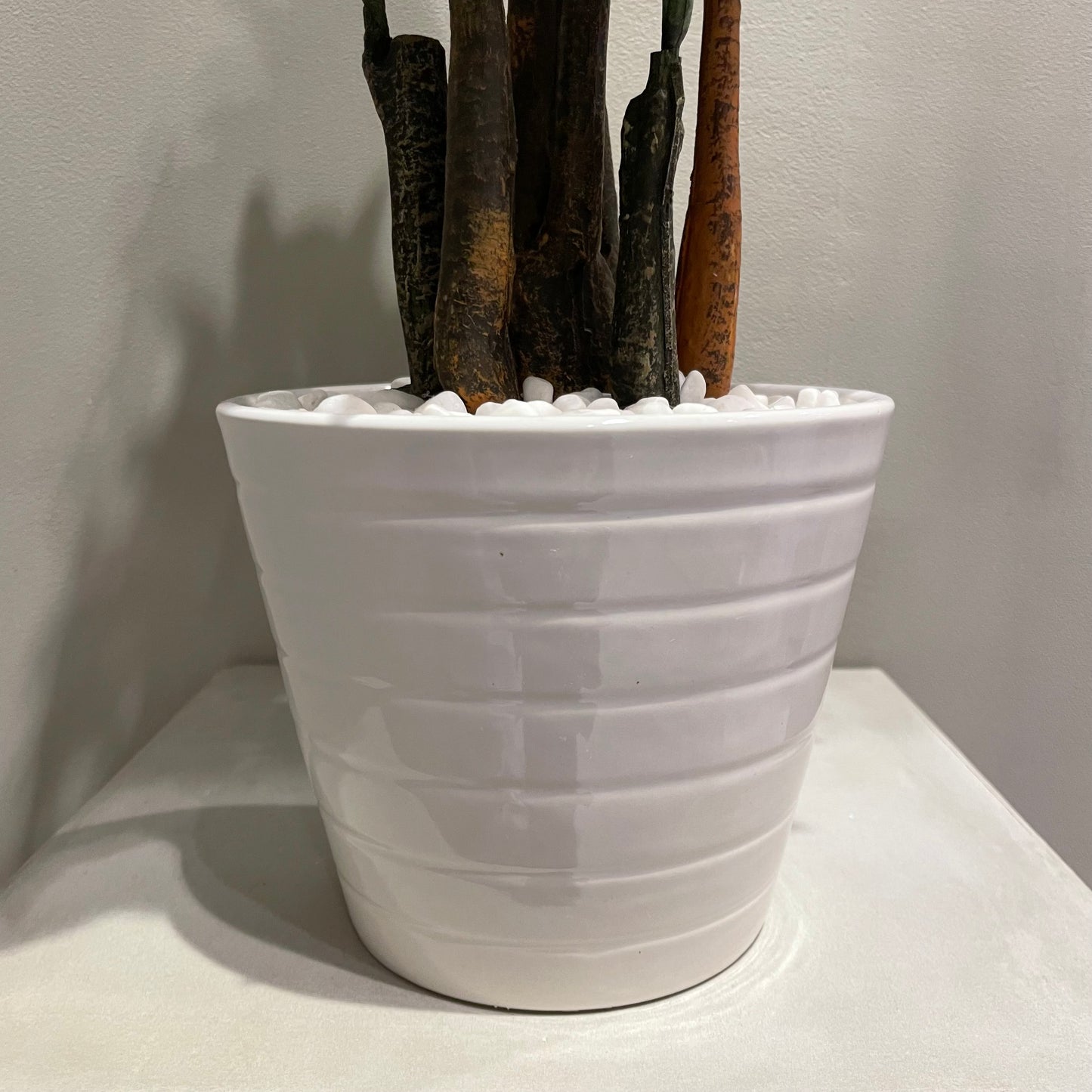 【and SEASON select】パキラポット