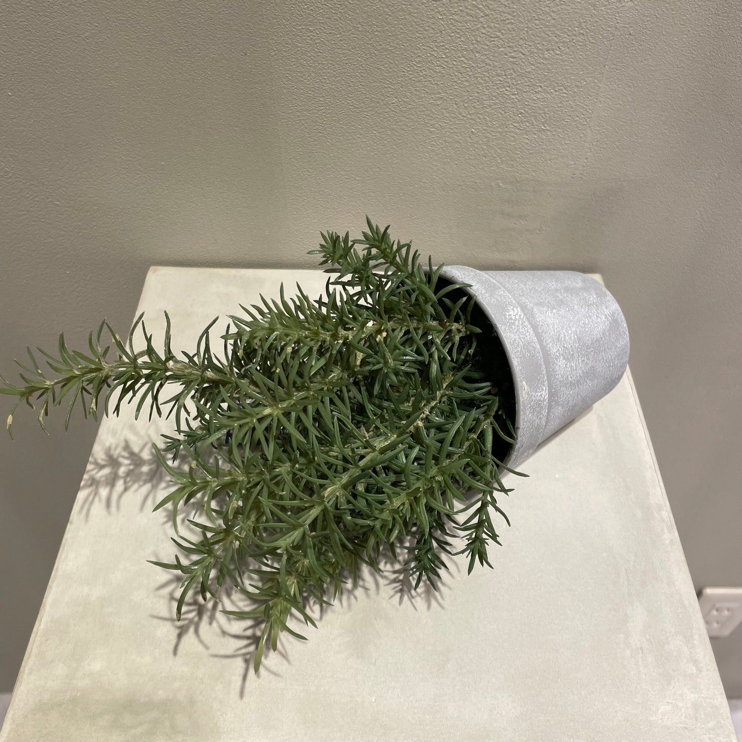 【and SEASON select】ローズマリーポット