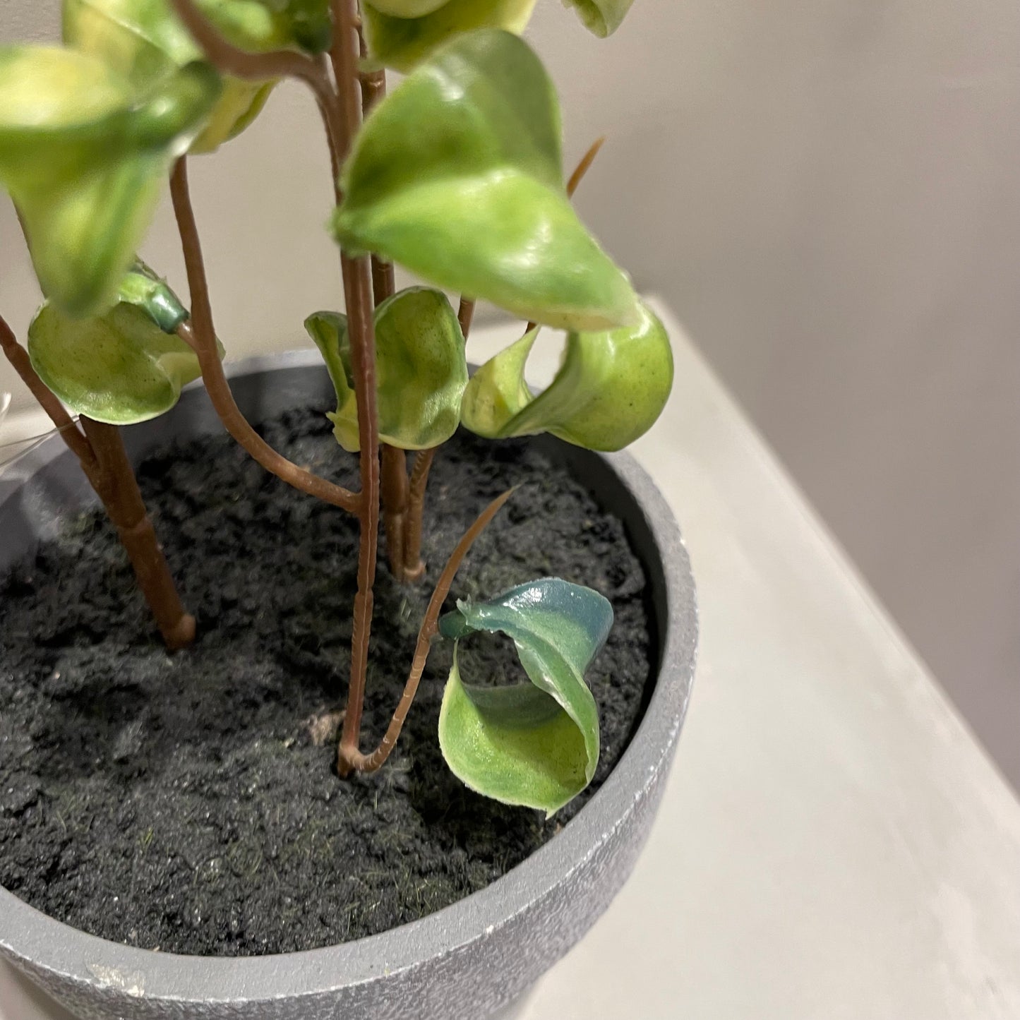 【and SEASON select】ベンジャミンシタシオンポット