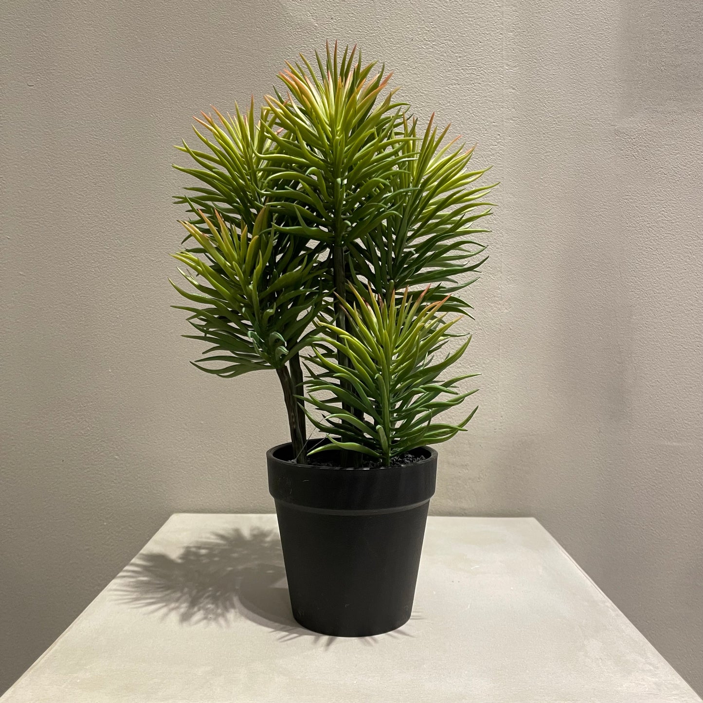 【and SEASON select】セネシオポット30