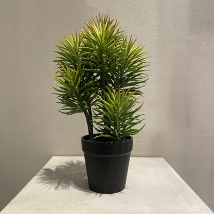 【and SEASON select】セネシオポット30