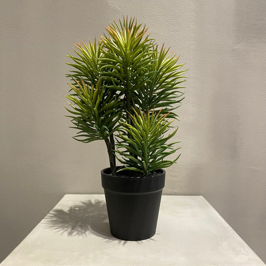 【and SEASON select】セネシオポット30