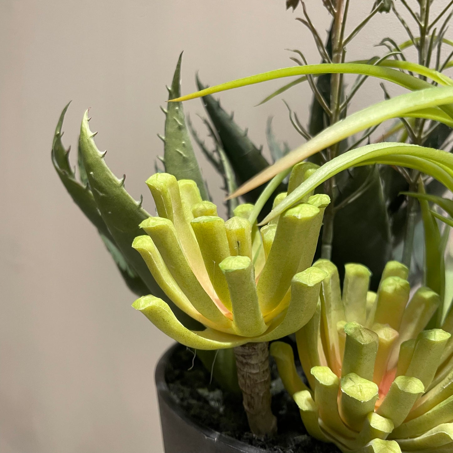 【and SEASON select】アロエホワイト花ポット