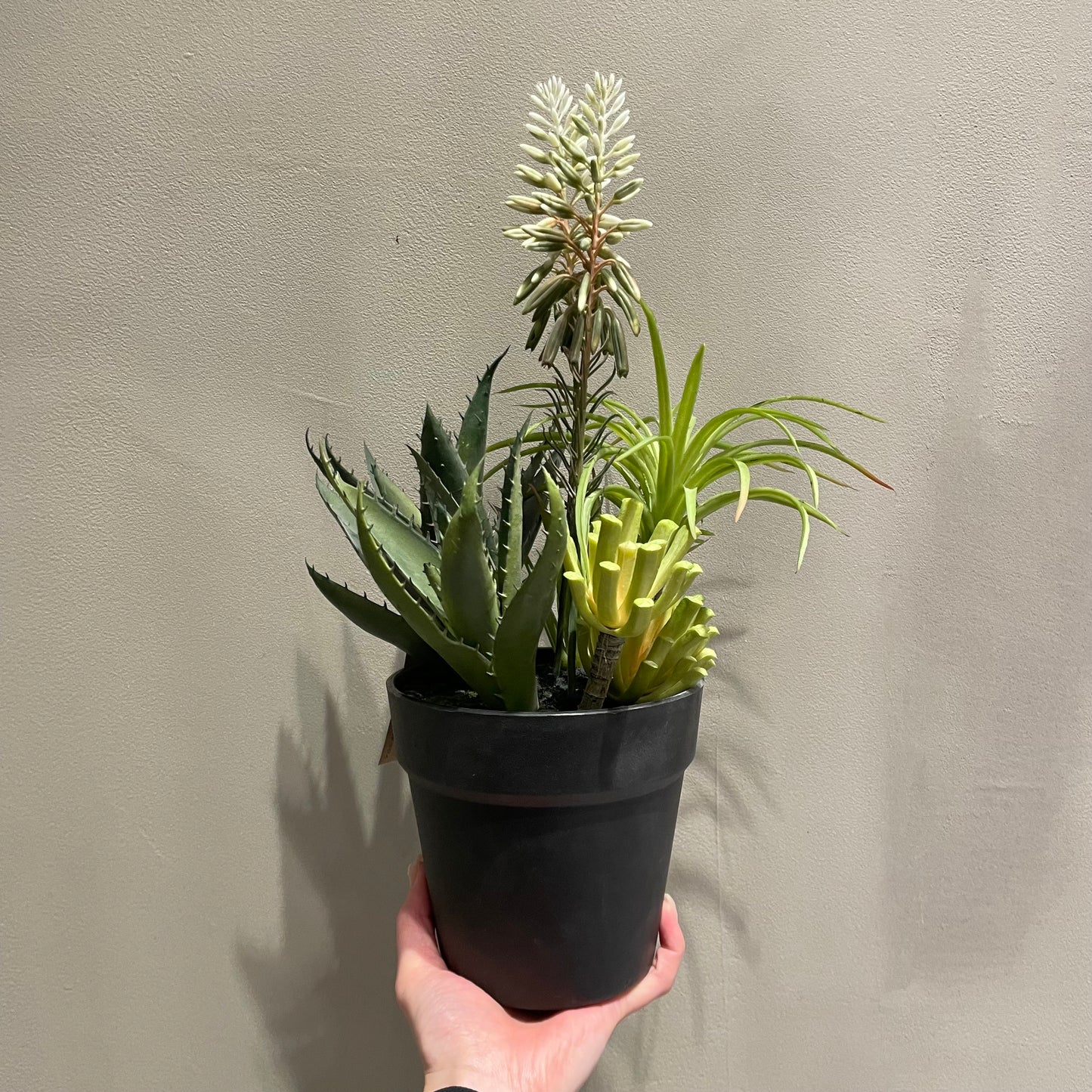 【and SEASON select】アロエホワイト花ポット