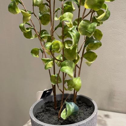 【and SEASON select】ベンジャミンシタシオンポット