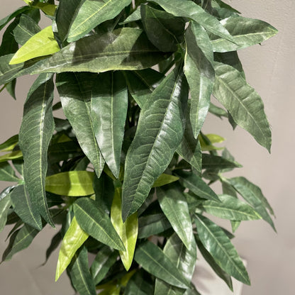 【and SEASON select】パキラポット