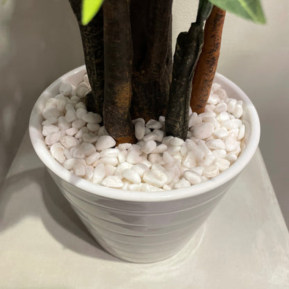 【and SEASON select】パキラポット