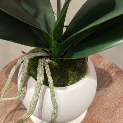 【and SEASON select】胡蝶蘭一本立ピンク