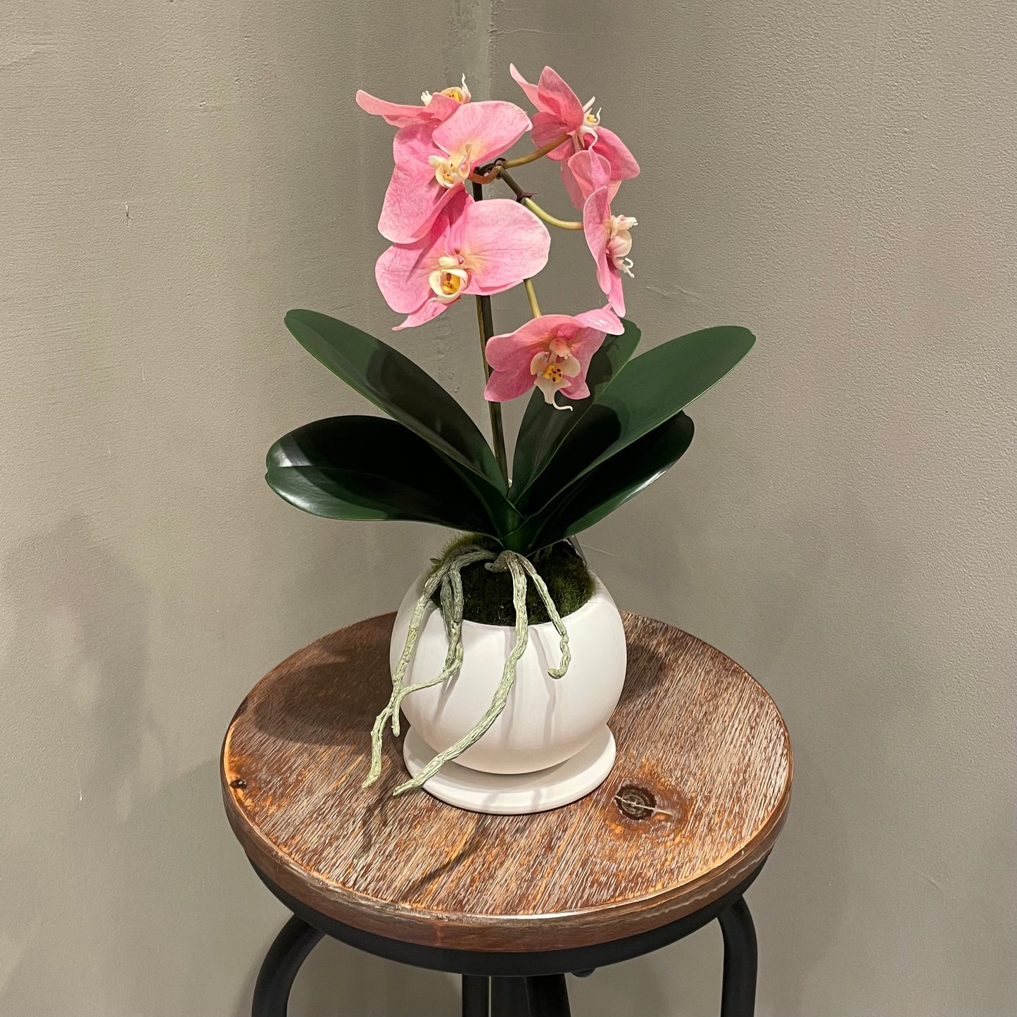 【and SEASON select】胡蝶蘭一本立ピンク