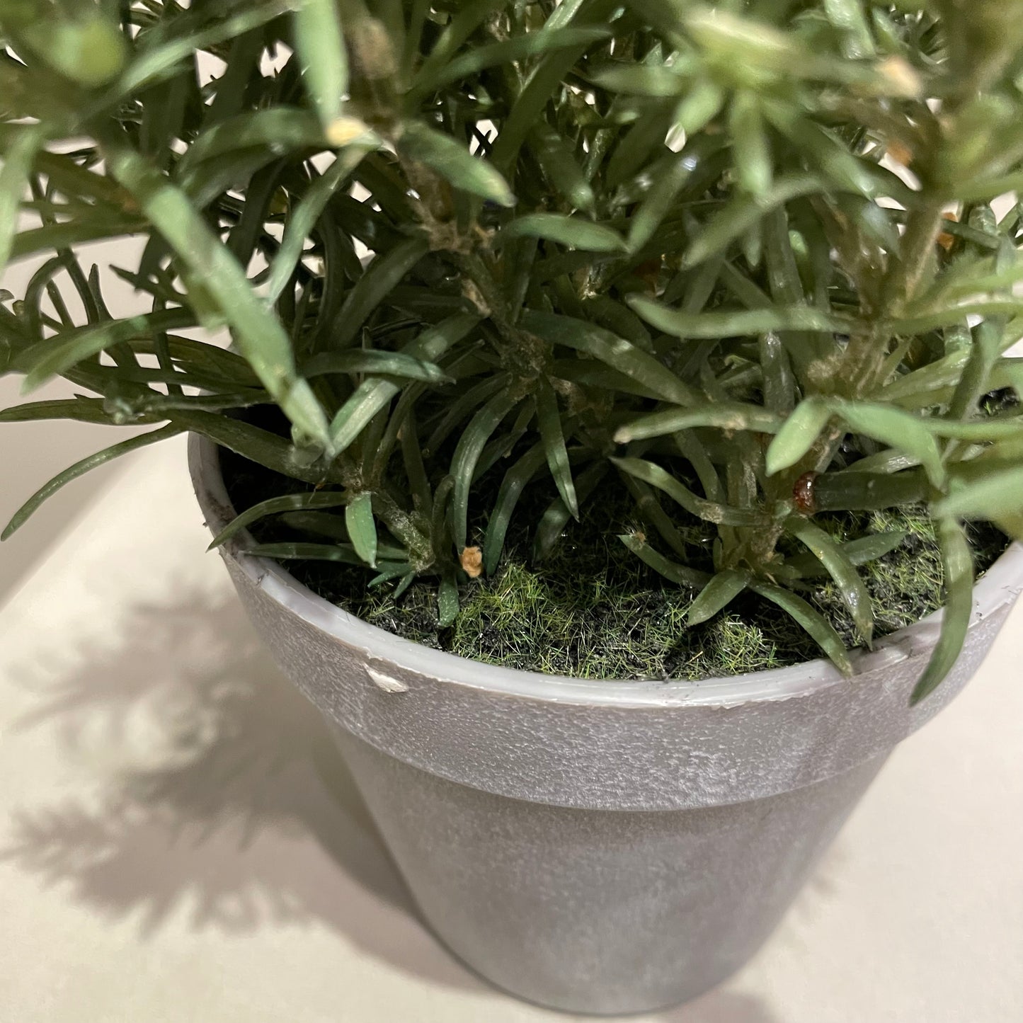 【and SEASON select】ローズマリーポット